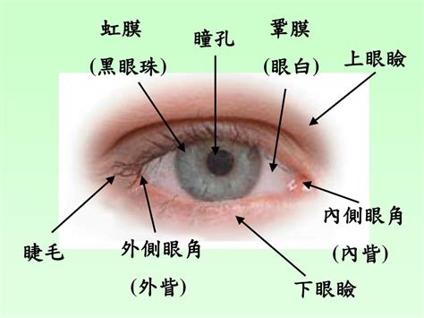 眼睛 部位|人類眼睛